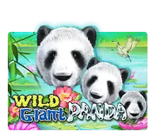 wild giant panda
